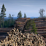 Clearing / deforestation and pile of cut logs / trees / timber in pine forest, Sweden